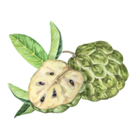 Ripe green whole and half of tropical cherimoya exotic fruit with leaves. Watercolor illustration of custard apple, sugar sweet apple for printing, packaging, sticker products, scrapbooking, food, tag png