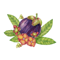 violet mangoustan fruit, feuilles, fleurs tropical exotique asiatique plante clipart. garcinia Mangostana arbre aquarelle illustration pour autocollant, étiqueter, nourriture menu, cosmétique, beauté, scrapbooking, vêtements png