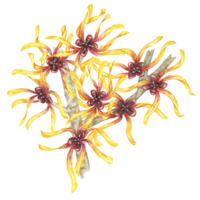 häxa Hassel blommor på träd gren ClipArt. hamamelis virginiana japonica kvist. vattenfärg illustration för kosmetika, vatten, ört- medicin grädde förpackning, gel, salva, nationell dag flygblad, logotyp png