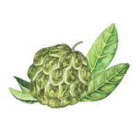 Ripe green whole tropical cherimoya exotic fruit with leaves composition. Watercolor illustration of custard apple, sugar sweet apple for printing, packaging, sticker products, scrapbooking, food png