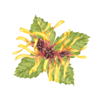 Witch hazel yellow medicinal plant flower and leaves clipart. Hamamelis virginiana in bloom. Watercolor florals for cosmetics, water, herbal medicine, beauty, cream packaging, national day flyer, logo png