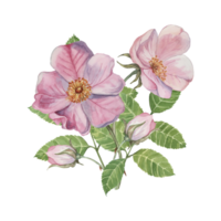 Dog rose bouquet, rosa canina watercolor floral clipart. Pink flower bundle, rose hips, buds and leaf of wild rose. Botanical briar boutonniere for printing, beauty, cosmetics, perfume, labels, food png