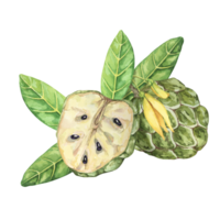 Ripe green whole and half cherimoya exotic fruit with leaves and flowers. Hand drawn watercolor illustration of custard apple, sugar sweet apple for printing, packaging, organic products, scrapbooking png