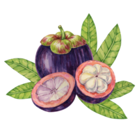 Purple mangosteen, whole, halved fruit and leaves tropical exotic Asian clipart. Garcinia mangostana plant watercolor illustration for sticker, label, food menu, cosmetic, beauty, poster, apparel png