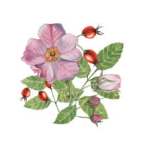 Dog rose bouquet, rosa canina watercolor floral clipart. Pink flower bundle, rose hips, buds and leaf of wild rose. Botanical briar illustration for printing, beauty, cosmetics, perfume, labels, food png
