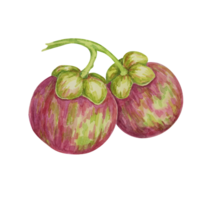 Not ripe, growing pink purple mangosteen, tropical exotic Asian fruit clipart. Garcinia mangostana watercolor illustration for sticker, label, food packaging, menu, cosmetic, beauty, sublimation png
