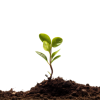 newly planted green plants png