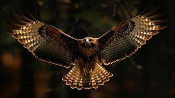 Majestic bird of prey spreading its wings ready to take flight. photo