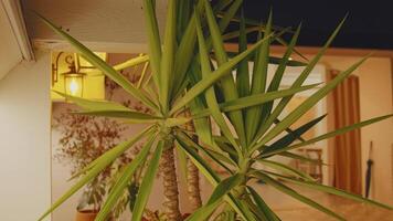 Indoor Yucca Plant in Cozy Home Setting video