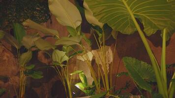 Tropical Night Garden video