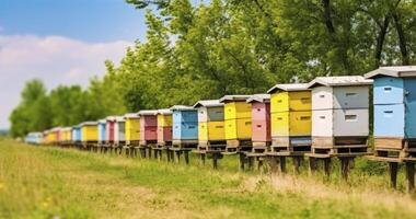 Colorful Wooden Beehives Lined Up Near a Tree, Alive with Bees Collecting Summer Pollen photo