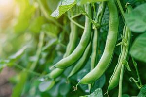 Lush green bean plants with mature pods ready for harvest against. photo