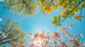 Green leaves and pink white flowers of various trees in the foreground, blue sky background photo