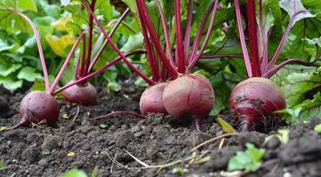 Harvest red beets in the garden. photo