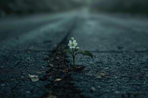 Flower growing through asphalt. photo