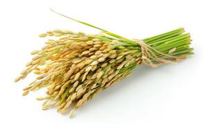 Fresh rice spike on a white background. photo
