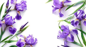 Invitation card design with iris flowers only, white background. photo
