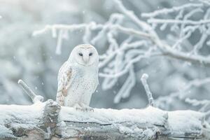 white owl sitting on a branch in a winter snowy forest during the day with blurred background. photo