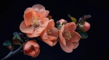 Peach Colored flowering quince, Isolated against a deep black background. Chaenomelis superba photo