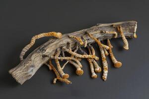 Cordyceps or Ophiocordyceps sinensis mushroom herb is fungus for used as medicine photo