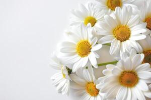 Invitation card design with Shasta Daisy flowers only, white background. photo