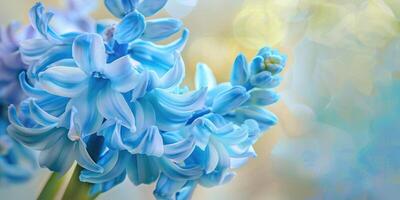 Macro closeup of many blue hyacinth flowers photo