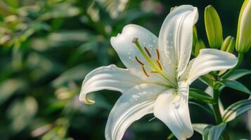 Lily flowers in garden. photo