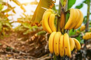 Ripe yellow bananas on a tree photo