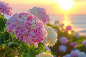 Vibrant hydrangeas bloom in the foreground with a stunning sunset photo