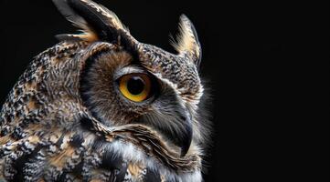 Owl portrait, side view. photo