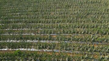 Aerial view of pineapple plantation in Chiang Rai, Thailand. video