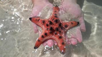 Starfish on hands, close up. Concepts of summer, travel, vacation video