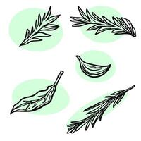 Set of river drawing icons. Rosemary leaves.Set of river drawing icons. Rosemary leaves. vector