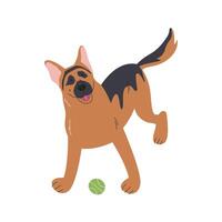 German shepherd breed puppy with open mouth waiting to play. Cute adult sheepdog with tennis ball. Cartoon canine domestic pet character. Doggy hand drawn flat illustration isolated on white vector