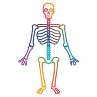 A skeletal icon in format, perfect for Halloween themes or medical illustrations. vector