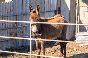 donkey in a pen in the village in winter 1 photo