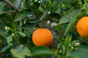 Citrus branches with organic ripe fresh oranges growing on branches with green leaves in a sunny orchard. photo
