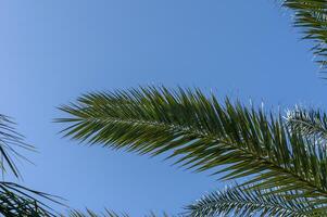 date palm leaves in winter in Cyprus 1 photo