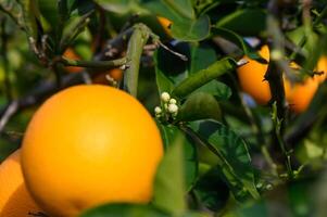 Ripe oranges hanging between the leaves on the branches of the trees of an organic citrus grove, in winter. Traditional agriculture. 8 photo