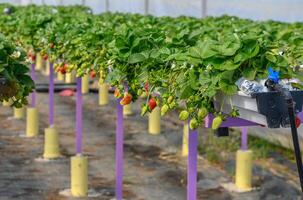 Strawberries ripen in a greenhouse on a farm in Cyprus 2 photo