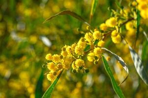 amarillo mimosa flores cerca arriba. primavera, De las mujeres día, Pascua de Resurrección saludo tarjeta. naturaleza antecedentes foto