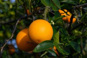 Ripe oranges hanging between the leaves on the branches of the trees of an organic citrus grove, in winter. Traditional agriculture.6 photo