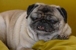 Cozy pug lying on the sofa 3 photo