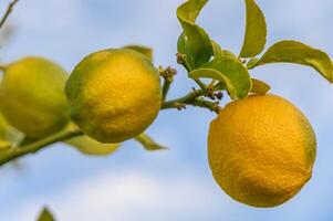 limón. maduro limones colgando en un limón árbol. creciente limón 3 foto