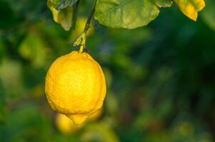amarillo agrios limón frutas y verde hojas en el jardín. agrios limón creciente en un árbol rama primer plano.8 foto