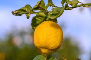 agrios limón frutas con hojas aislado, dulce limón frutas en un rama con trabajando camino. 17 foto