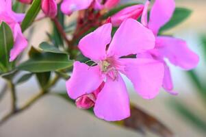 spider sits on poisonous pink oleander flowers photo