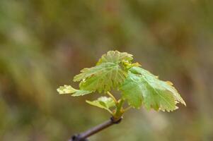 Young leaves of grapes in sunlight photo