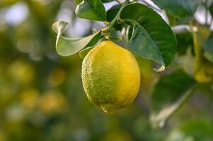 agrios limón frutas con hojas aislado, dulce limón frutas en un rama con trabajando camino.7 foto