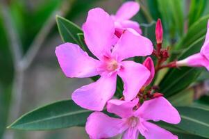 pink oleander flowers natural bouquet closeup photo